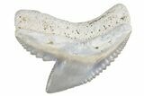 Fossil Tiger Shark (Galeocerdo) Tooth - Bone Valley, Florida #299491-1